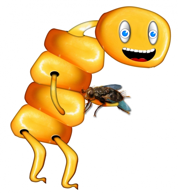 Creation of Corn alien with pet fly: Step 4